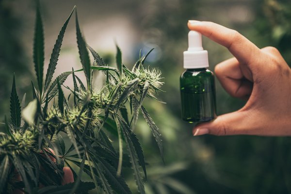 Chanvre bio : explorez l'excellence de la qualité française